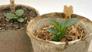 土の処分問題を解決！「木から生まれた土」で育てる夢色スミレ（パンジー）の冬越し